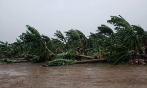 BANANA/CEPEA: Ciclone extratropical atinge Norte de SC