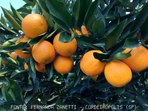 CITRUS/CEPEA: Late oranges supply should increase in September