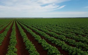 POTATO/CEPEA: Rain reduces harvest and prices go up at wholesale