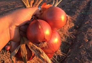 OVERVIEW 2019: Onion