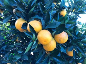 ESPAÇO DO PARCEIRO: Programa de manejo do psilídeo-dos-citros é lançado no país