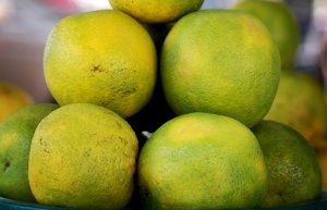 CITROS/CEPEA: Menor padrão de qualidade dificulta vendas de laranja