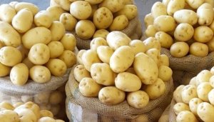 BATATA/CEPEA: Em 10 anos, batata se valoriza 56% nos atacados paulistanos