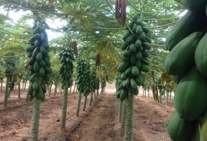 MAMÃO/CEPEA: Frutas verdes afetam comércio na Ceagesp