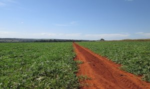 WATERMELON/CEPEA: Outlook for 2019