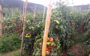 TOMATO/CEPEA: First part of winter harvest in North of Parana state ends with loss