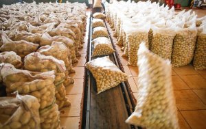 HORTIFRUTI/CEPEA: Lucro dá fôlego a produtores para investir na bataticultura
