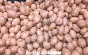 BATATA/CEPEA: Batata se desvaloriza com início da colheita paranaense