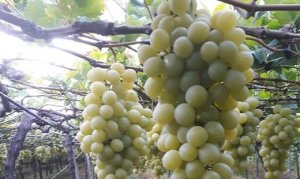 UVA/CEPEA: Redução na oferta de uvas brancas inicia melhora nos preços do Vale