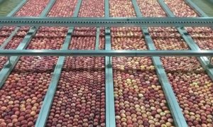 APPLE/CEPEA: Harvest ends with greater volume... And now, what to expect?