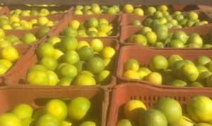 CITROS/CEPEA: Preços das laranjas seguem no ápice da safra
