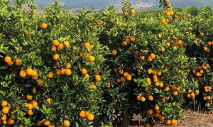 CITROS/CEPEA: Frente fria em SP impacta na demanda por laranja
