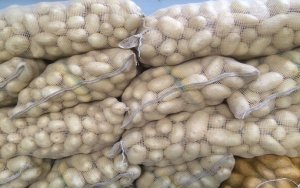 BATATA/CEPEA: Preços da batata ficam estáveis mesmo com chuva