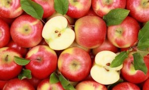 APPLE/CEPEA: Fruit storage is decreasing