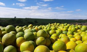 CITROS/CEPEA: Clima frio restringe preços da laranja