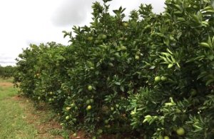 CITROS/CEPEA: Chuvas e menor qualidade limitam oferta da laranja