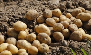 HORTIFRUTI/CEPEA: Preços da batata sobem em 2021
