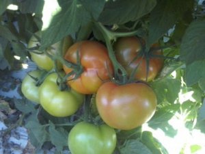 Cotações do tomate em alta