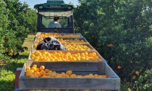 CITROS/CEPEA: Safra de laranja 2021/22 é reestimada em 264,14 milhões de caixas