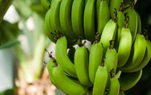BANANA/CEPEA: Fungo R4T é detectado em bananais do Peru
