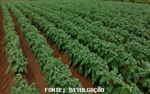 BATATA/CEPEA: Preço sobe com chuva e redução na colheita