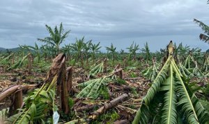 BANANA/CEPEA: Bananicultura é prejudicada por ventanias no Vale do Ribeira