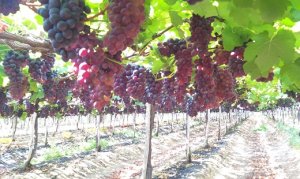 UVA/CEPEA: Mercado interno continua desabastecido de frutas do Vale