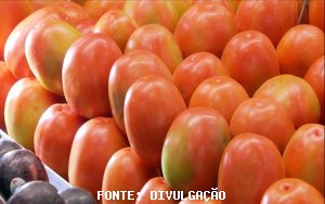 TOMATE/CEPEA: Demanda retraída e frutos manchados afetam mercado