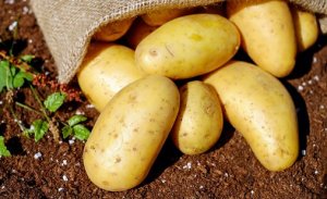 HORTIFRUTI/CEPEA: Como sobreviver à pior crise da batata das últimas décadas?