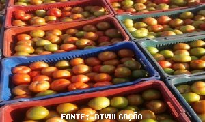 TOMATE/CEPEA: Intensificação da colheita de inverno resulta em queda dos preços