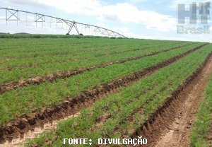 CARROT/CEPEA: Better productivity pressures quotes in Minas Gerais state