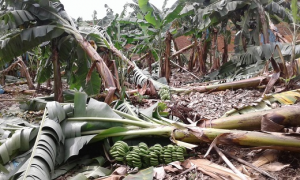 BANANA/CEPEA: Ventania atinge bananais no Vale do Ribeira