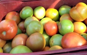 HORTIFRUTI/CEPEA: Custo de produção de tomate em Caçador (SC)