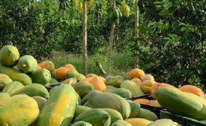 MAMÃO/CEPEA: Calor acelera maturação das frutas