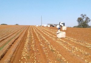 BATATA/CEPEA: Vargem Grande do Sul encerra plantio da safra de inverno