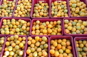 CITROS/CEPEA: Preço da laranja avança em novembro