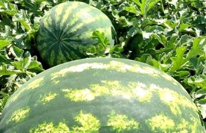 MELANCIA/CEPEA: Frutas de GO devem predominar em setembro
