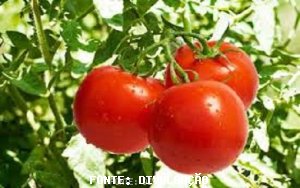 TOMATO/CEPEA: Prices rise at the end of October