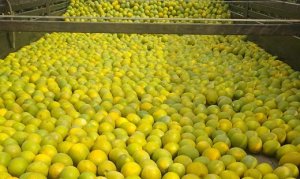 CITROS/CEPEA: Apesar de volumosas, chuvas ainda não aumentam significativamente a oferta de laranjas