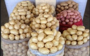 POTATO/CEPEA: Harvest intensifies, but prices still rise in wholesales