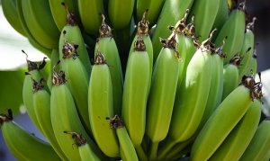 BANANA/CEPEA: Calor e umidade favorecem bananais, mas também a ocorrência de sigatoka