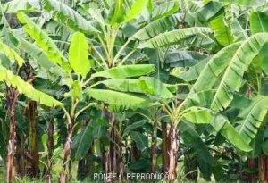 BANANA/CEPEA: Cavendish variety is more valuable
