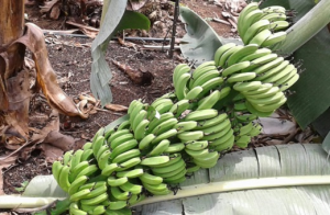 BANANA/CEPEA: Como ficará a bananicultura no Vale do Ribeira?
