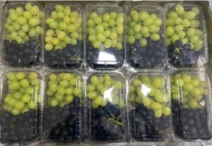 UVA/CEPEA: Baixa procura influencia no escoamento das uvas sem semente