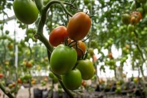 ESPAÇO DO PARCEIRO: Nunhems desenvolve híbridos de tomate resistentes ao vírus rugoso para o mercado brasileiro