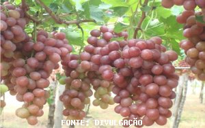 UVA/CEPEA: Uvas com semente se valorizam no Vale