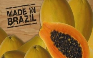 MAMÃO/CEPEA: Baixa oferta limita exportações