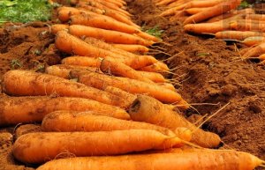 CENOURA/CEPEA: Chuvas prejudicam colheita de cenouras em MG