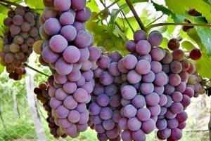 GRAPE/CEPEA: Outlook for 2019