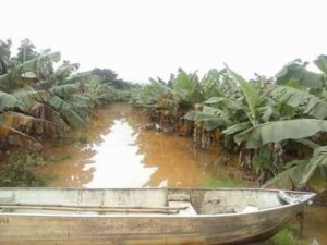 BANANA/CEPEA: Chuvas causam danos e impactam na logística no Vale do Ribeira